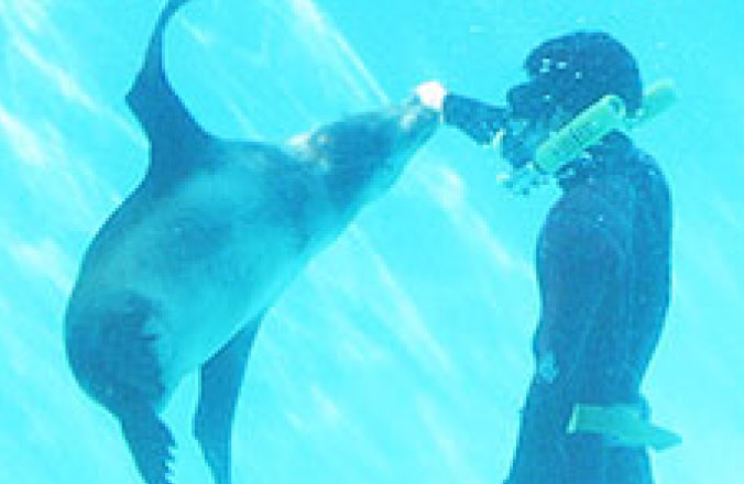 下田海中水族館で餌をもらうペンギン