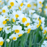 咲き乱れる水仙の花