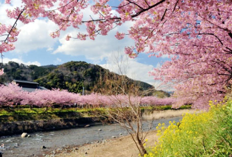 南伊豆町の川沿いに咲く満開の桜