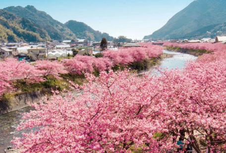 河津町の川沿いに咲く桜と菜の花