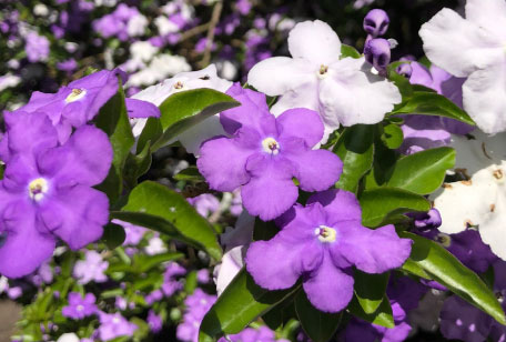 白と紫のアメリカジャスミンの花
