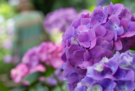 紫のあじさいの大きな花房