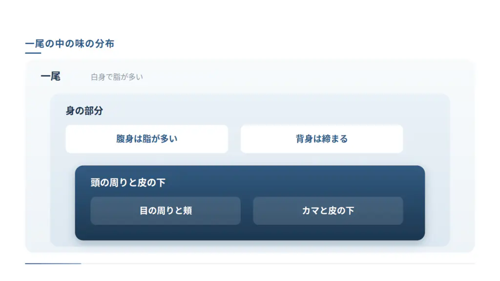 一尾の中の味の分布を入れ子で示した図です。外側は白身で脂が多い一尾、中段は腹身が脂で背身が締まるという身の部分、中心は目の周りと頬、カマと皮の下という脂と旨みが集まる場所です。